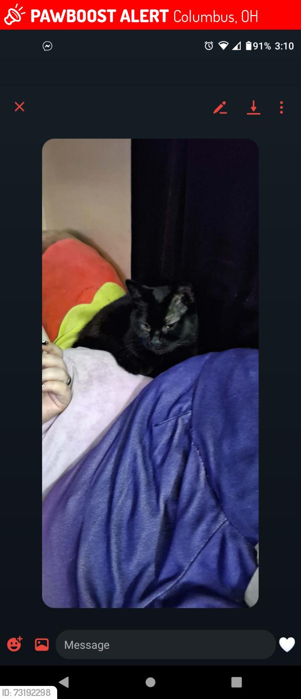 Lost Female Cat last seen Bruck and morrill ave, Columbus, OH 43207