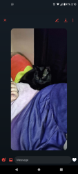 Lost Female Cat last seen Bruck and morrill ave, Columbus, OH 43207