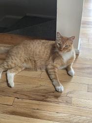 Reunited Male Cat last seen Olympus Splendor neighborhood, Salt Lake City, UT 84124