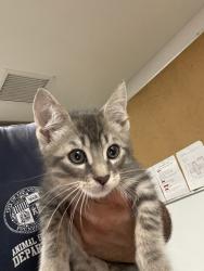 Shelter Stray Unknown Cat last seen , 14409 Vanowen St, Van Nuys, CA 91405, USA