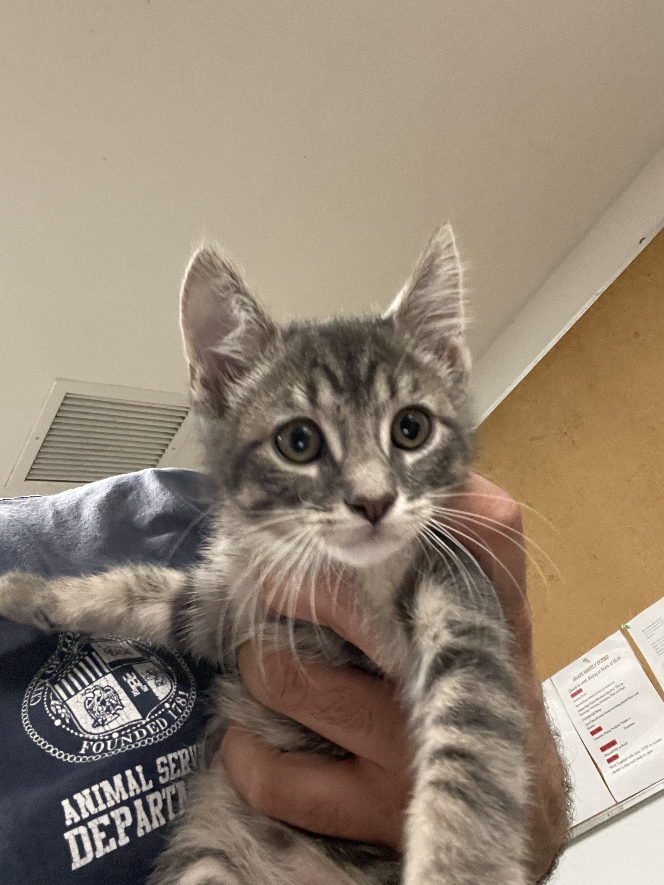Shelter Stray Unknown Cat last seen , 14409 Vanowen St, Van Nuys, CA 91405, USA