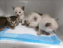 Shelter Stray Unknown Cat last seen , 11361 W Pico Blvd, Los Angeles, CA 90064, USA