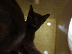 Shelter Stray Female Cat last seen , 11361 W Pico Blvd, Los Angeles, CA 90064, USA