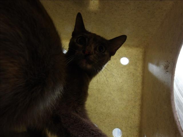 Shelter Stray Female Cat last seen , 11361 W Pico Blvd, Los Angeles, CA 90064, USA