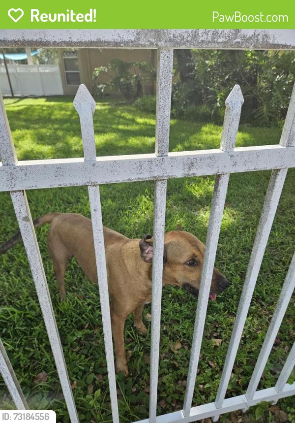 Reunited Male Dog last seen Fairview/Anderson Snow, Spring Hill, FL 34609