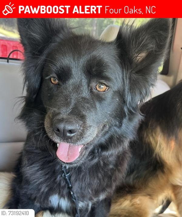 Lost Female Dog last seen Near, Four Oaks, NC 27524
