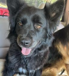 Lost Female Dog last seen Near, Four Oaks, NC 27524