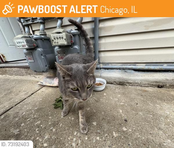 Found/Stray Female Cat last seen Kimball and dickens, Chicago, IL 60647