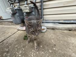 Found/Stray Female Cat last seen Kimball and dickens, Chicago, IL 60647