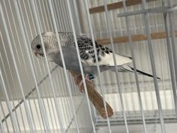 Lost Female Bird last seen Scranton and 11th, Aurora, CO 80011