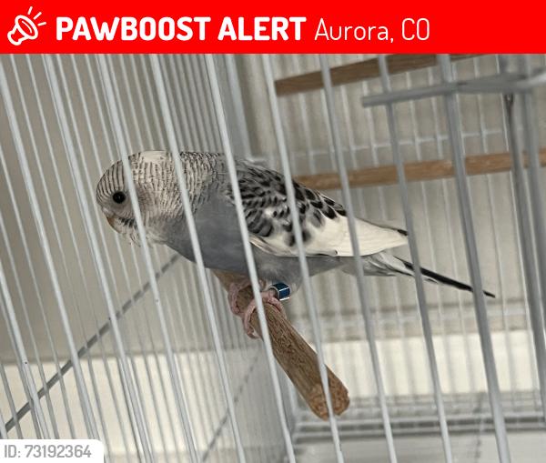 Lost Female Bird last seen Scranton and 11th, Aurora, CO 80011