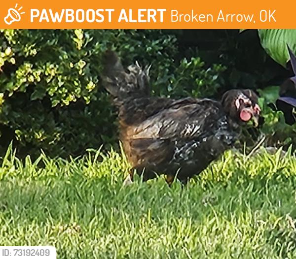 Found/Stray Unknown Other last seen W Pittsburgh and S Willow, Broken Arrow, OK 74012