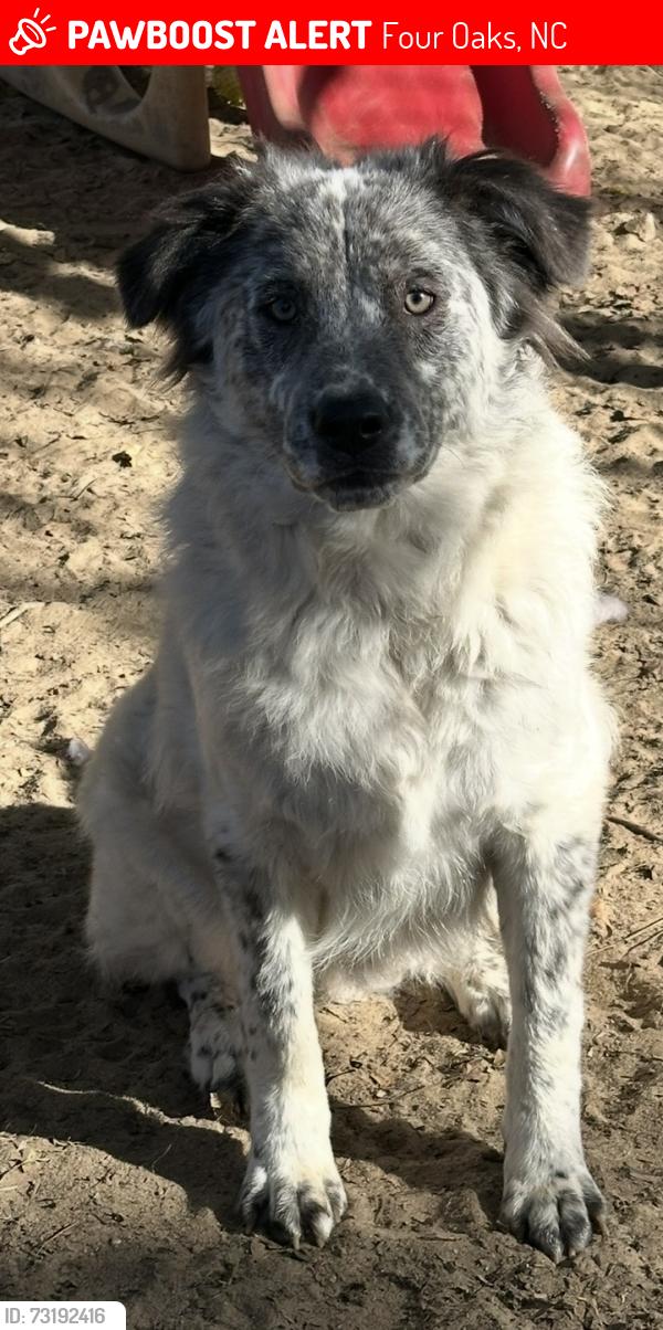 Lost Male Dog last seen Near, Four Oaks, NC 27524