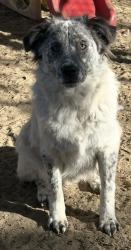 Lost Male Dog last seen Near, Four Oaks, NC 27524