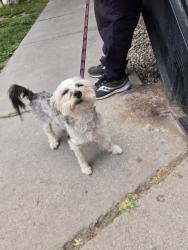 Found/Stray Male Dog last seen 4th st and mountain rd, Albuquerque, NM 87102
