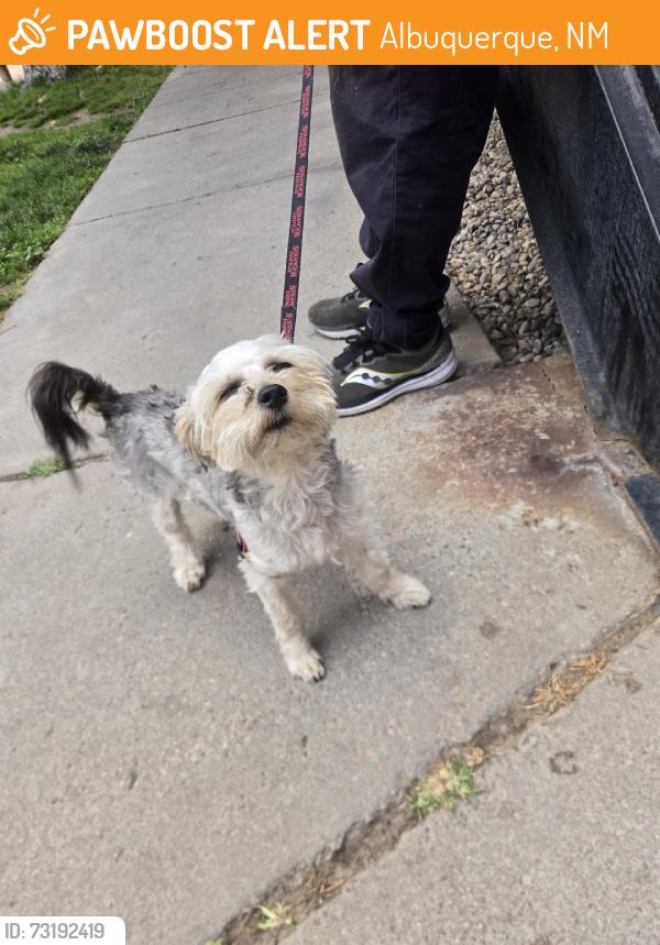 Found/Stray Male Dog last seen 4th st and mountain rd, Albuquerque, NM 87102