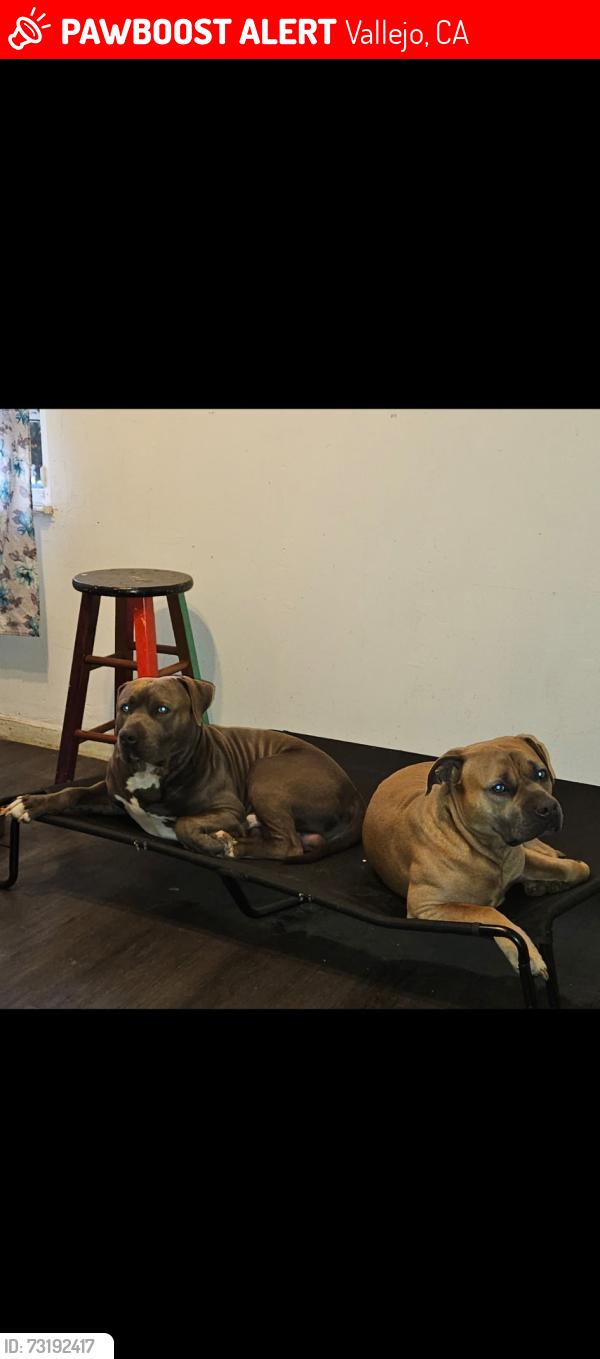 Lost Male Dog last seen Beverly hills vallejo, Vallejo, CA 94591