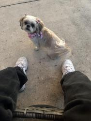 Reunited Female Dog last seen Forest mont street Leon valley, San Antonio, TX 78240