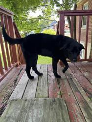 Lost Female Dog last seen Sylvan Lake, Watertown, CT 06779