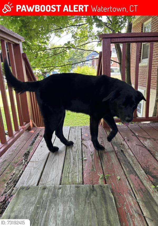 Lost Female Dog last seen Sylvan Lake, Watertown, CT 06779