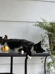 Reunited Female Cat last seen Tractor Supply Piney flts, Johnson City, TN 37601