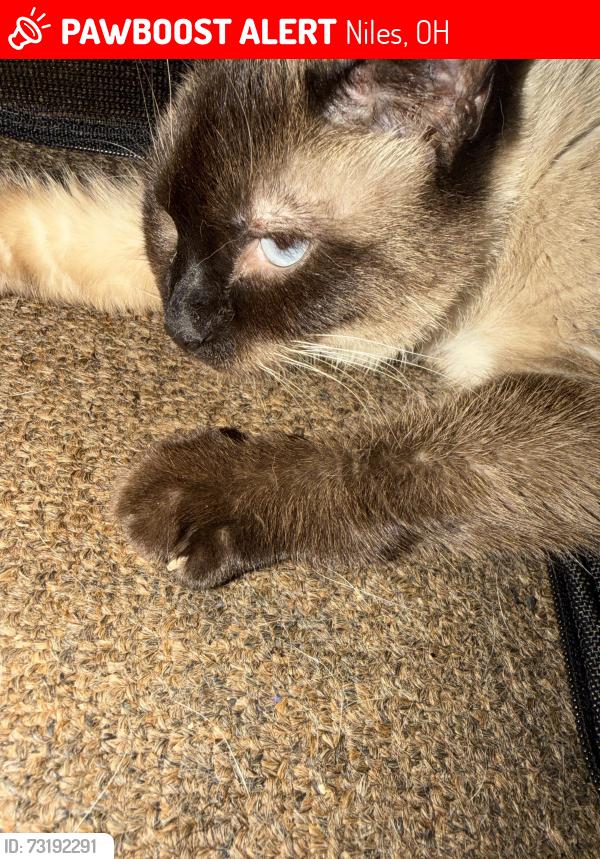 Lost Female Cat last seen Near the end of Nash Ave, Niles, OH 44446