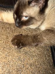 Lost Female Cat last seen Near the end of Nash Ave, Niles, OH 44446