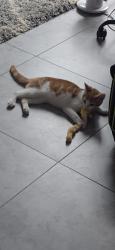 Lost Male Cat last seen Near 95th close to food bazar (juntion Blvd ), Queens, NY 11372