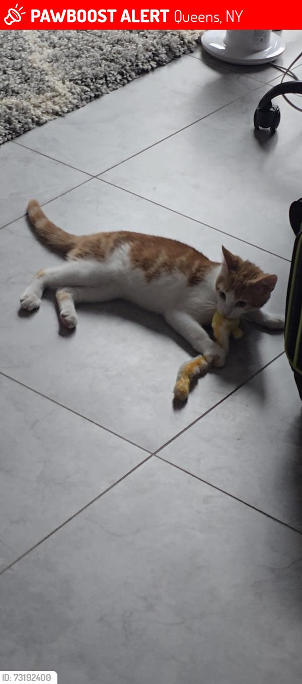 Lost Male Cat last seen Near 95th close to food bazar (juntion Blvd ), Queens, NY 11372