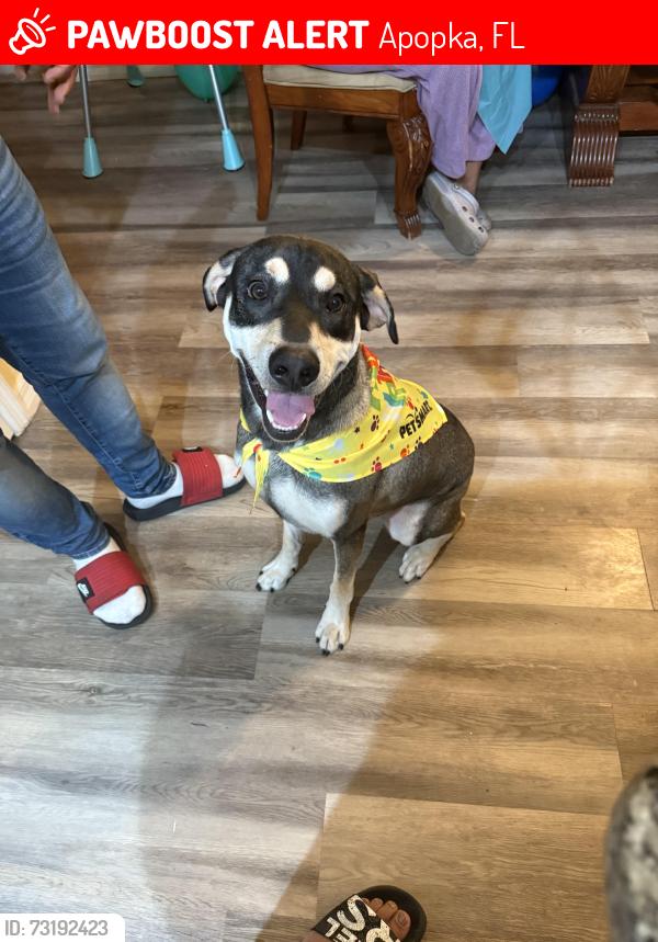 Lost Male Dog last seen Old apopka and 17th, Apopka, FL 32703