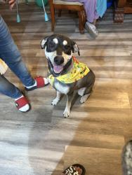 Lost Male Dog last seen Old apopka and 17th, Apopka, FL 32703