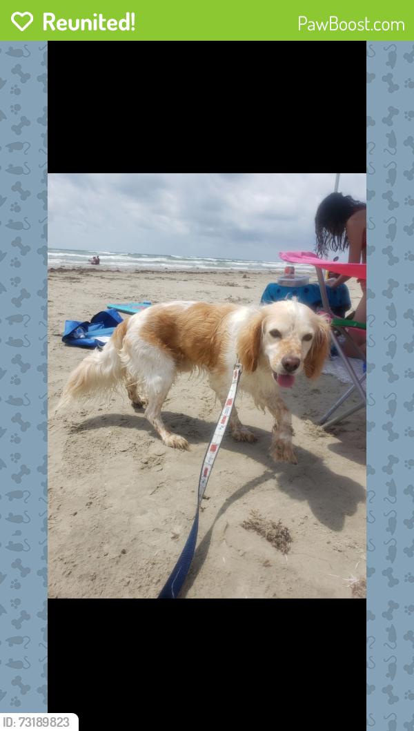 Reunited Male Dog last seen Near Msn Frst Dr, San Antonio, TX 78251, USA, San Antonio, TX 78251