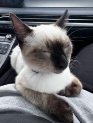Lost Female Cat last seen Summer Place Subdivision, Guyton, GA 31312