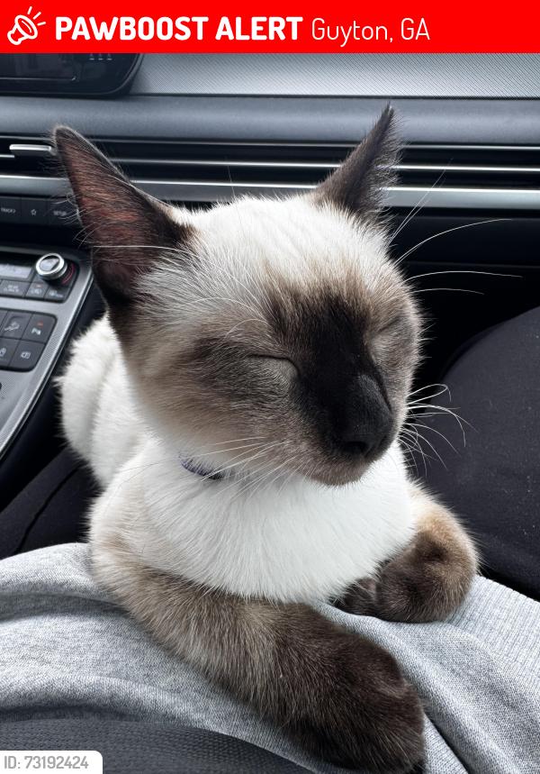 Lost Female Cat last seen Summer Place Subdivision, Guyton, GA 31312