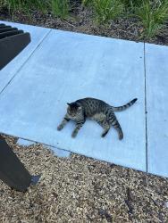 Reunited Female Cat last seen Close to the Ziggurat building, Tree hse Cafe, We live in the Capitol Yards apmt complex, West Sacramento, CA 95605