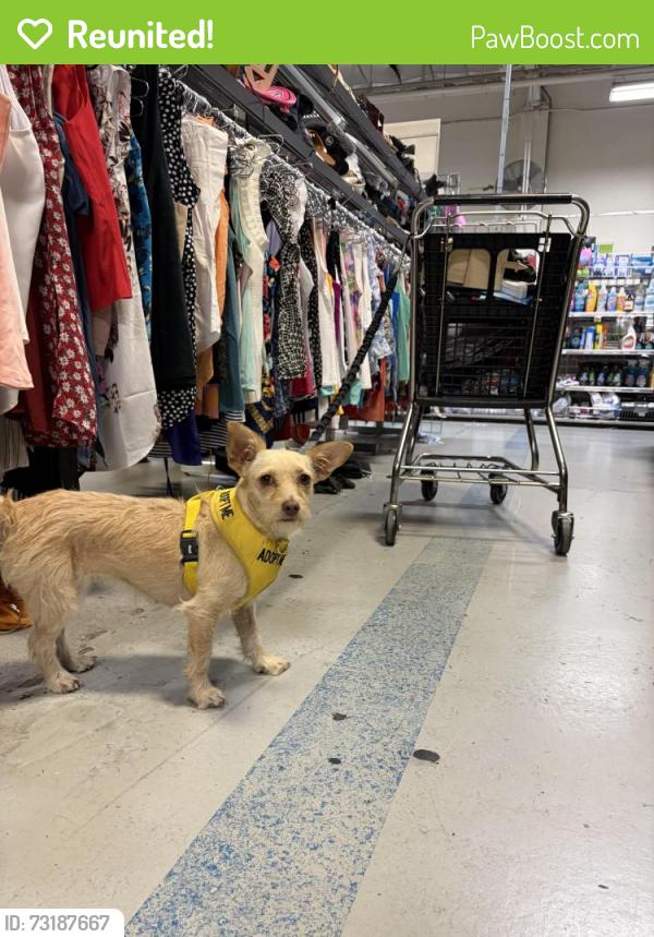Reunited Female Dog last seen Near 8th St. Alameda, CA. 94501, Alameda, CA 94501