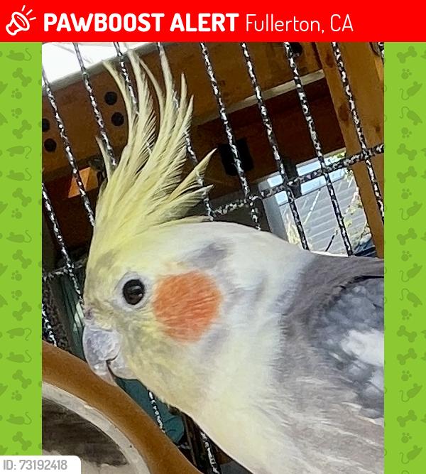 Lost Unknown Bird last seen Verona Dr & Domingo Fullerton, Fullerton, CA 92835