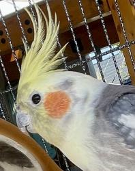 Lost Unknown Bird last seen Verona Dr & Domingo Fullerton, Fullerton, CA 92835