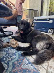 Found/Stray Male Dog last seen Cal State San Bernadino, San Bernardino, CA 92407