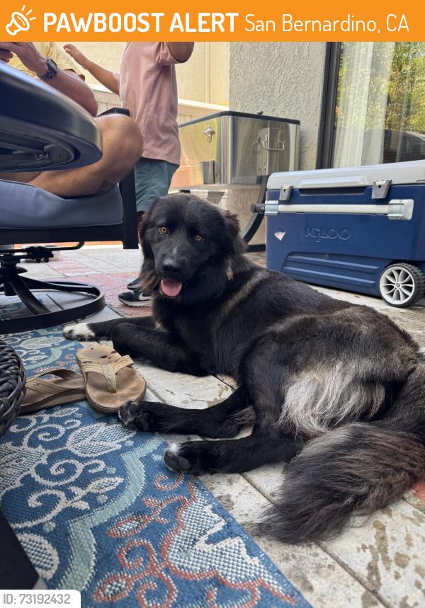 Found/Stray Male Dog last seen Cal State San Bernadino, San Bernardino, CA 92407