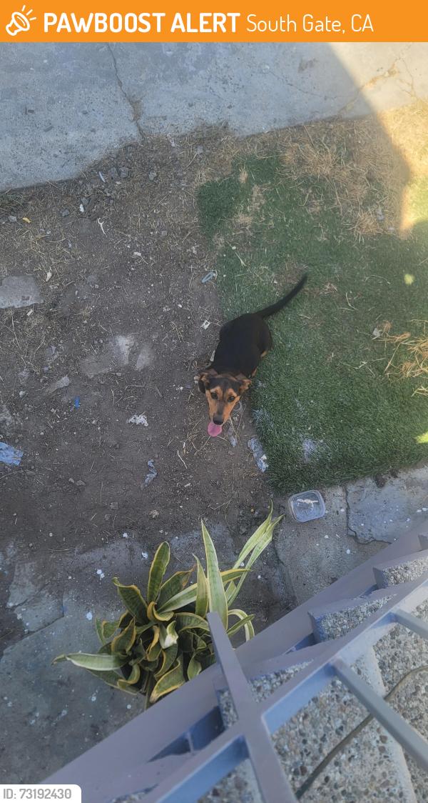 Found/Stray Male Dog last seen Tenaya, South Gate, CA 90280