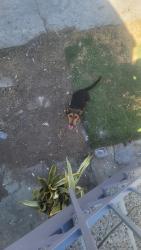 Found/Stray Male Dog last seen Tenaya, South Gate, CA 90280
