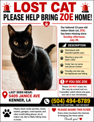 Reunited Female Cat last seen Near Janice avenue Kenner La 70065, Kenner, LA 70065