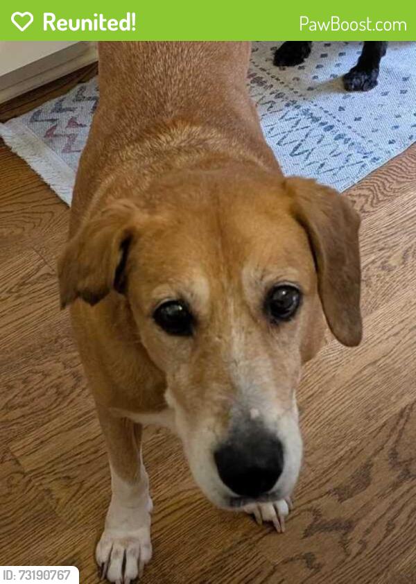 Reunited Female Dog last seen Tallwood and Carpenter Pond Rds, Raleigh, NC 27613