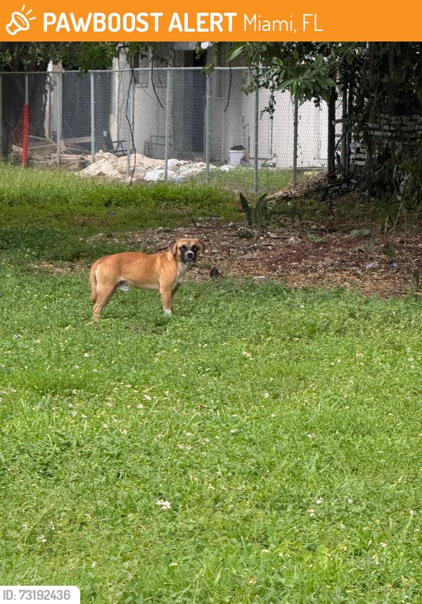 Found/Stray Unknown Dog last seen 29th between 5th and 6th, Miami, FL 33127