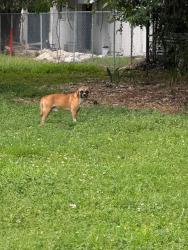 Found/Stray Unknown Dog last seen 29th between 5th and 6th, Miami, FL 33127