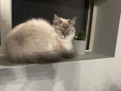 Lost Female Cat last seen Copper 87 apmts, West Jordan, UT 84088