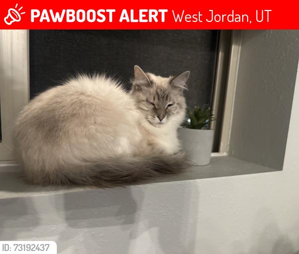 Lost Female Cat last seen Copper 87 apmts, West Jordan, UT 84088