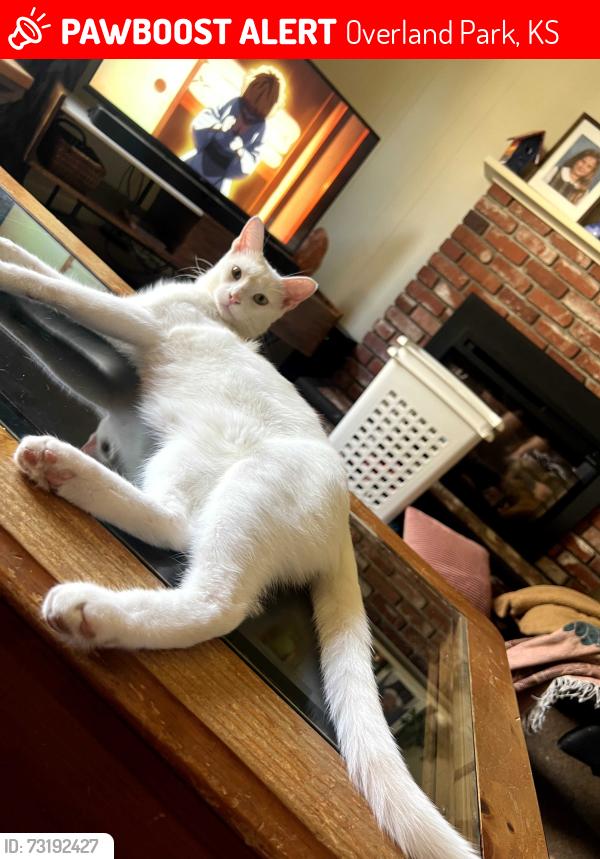 Lost Male Cat last seen 103rd and Lamar, Overland Park, KS 66207