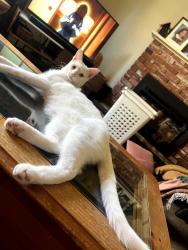 Lost Male Cat last seen 103rd and Lamar, Overland Park, KS 66207